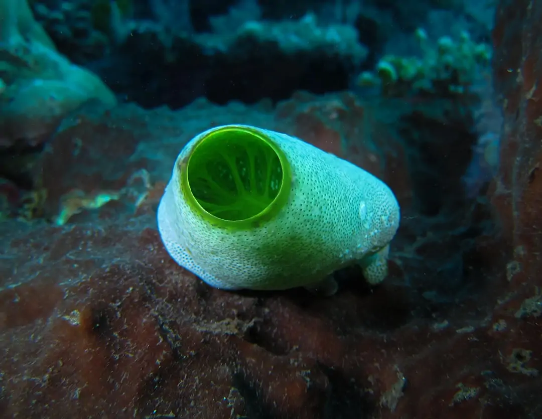 Seabook: Green Barrel Sea Squirt