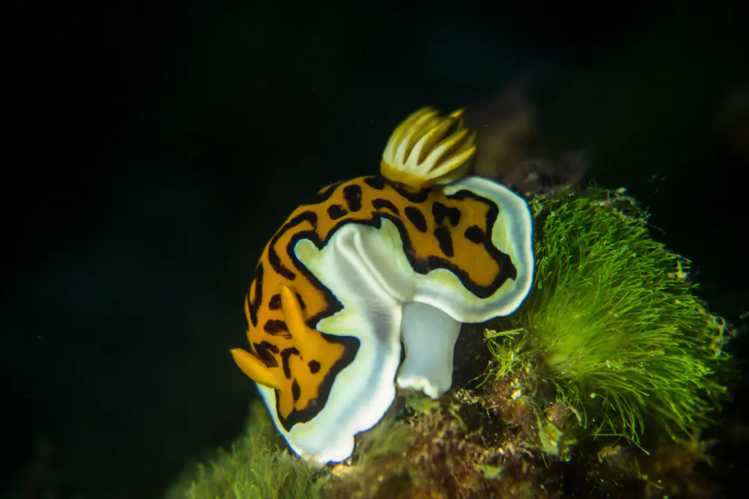Glenie's Chromodoris (Goniobranchus gleniei)