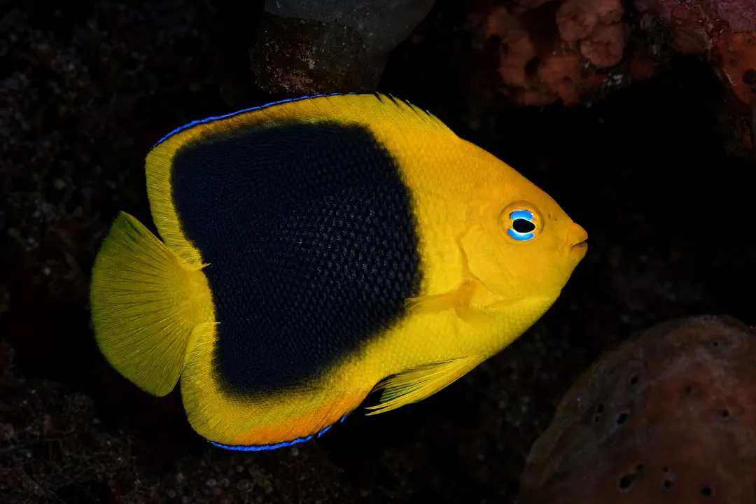 Rock Beauty (juvenile) (Holacanthus tricolor)