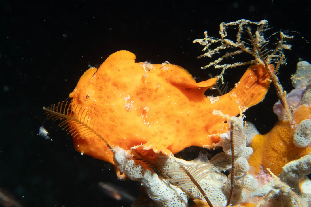 Painted Frogfish (orange) (Antennarius pictus)