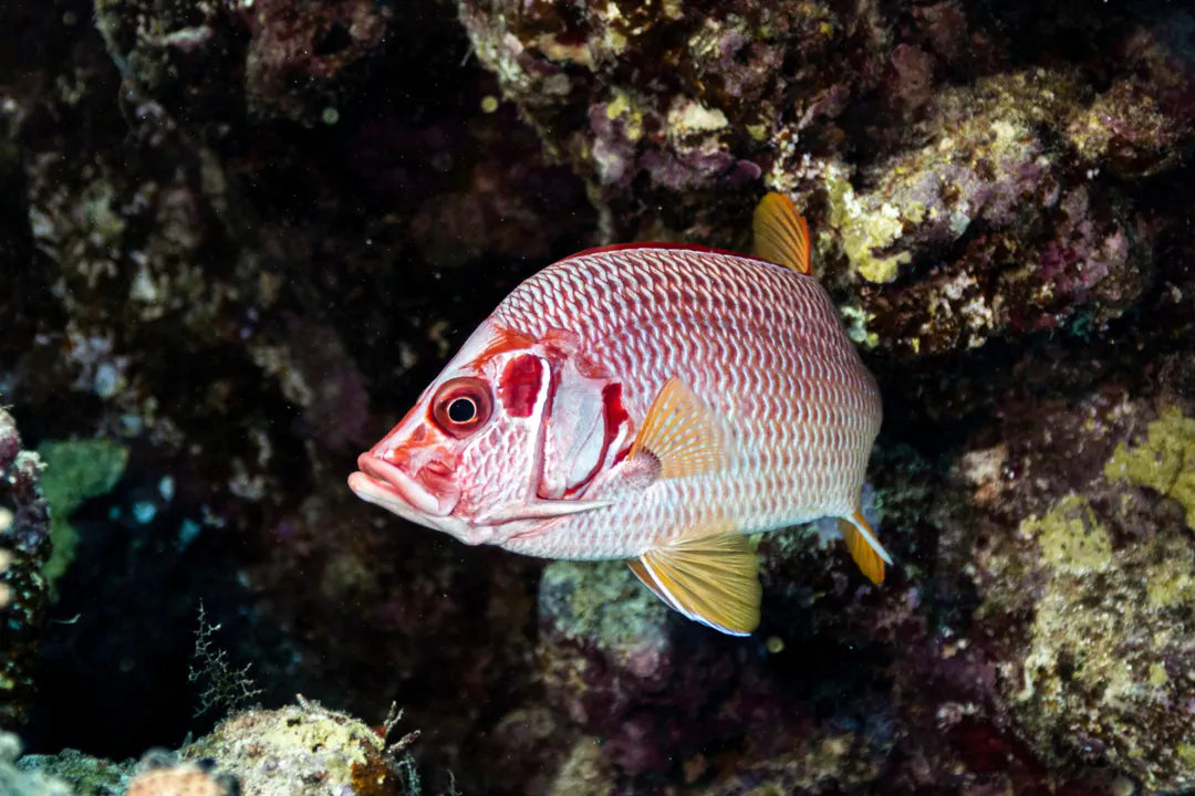 Sabre Squirrelfish