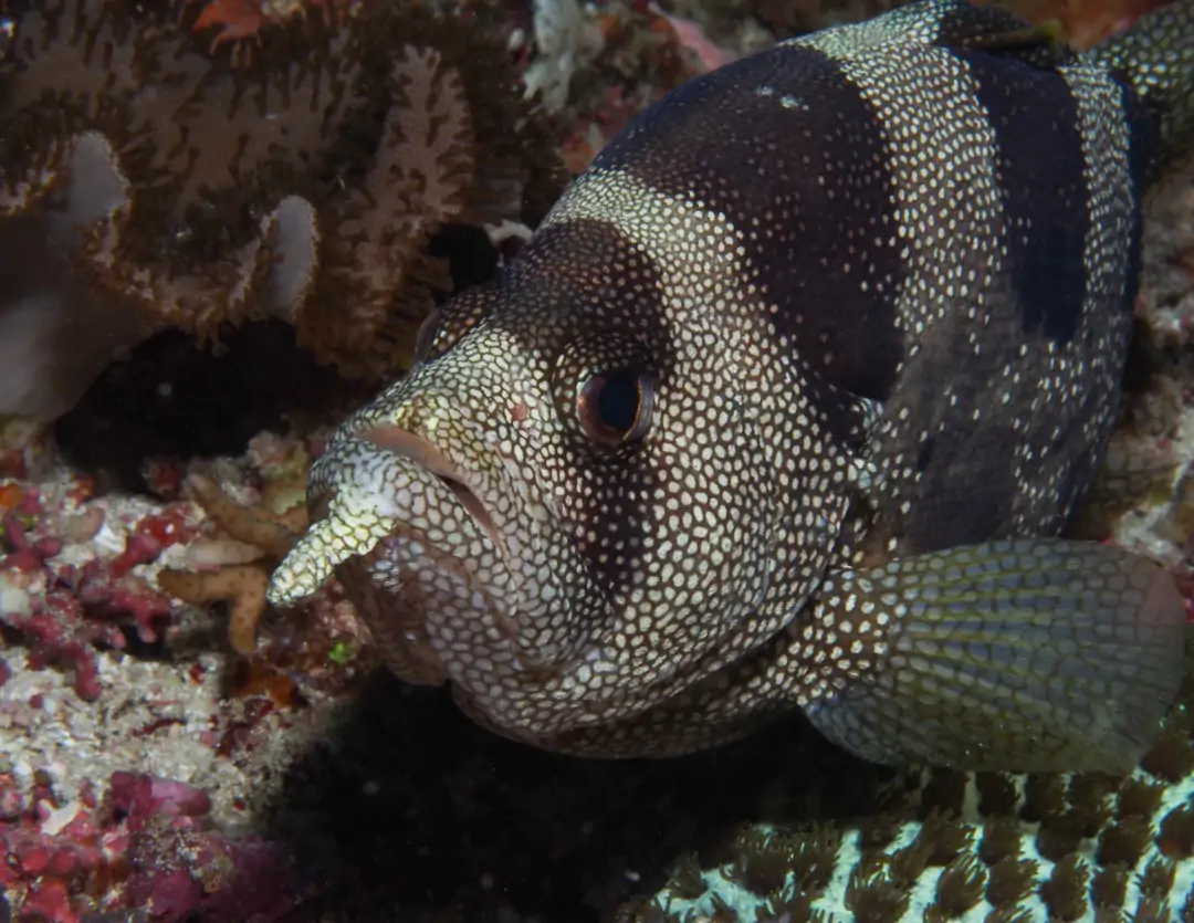 Seabook: Indian Soapfish