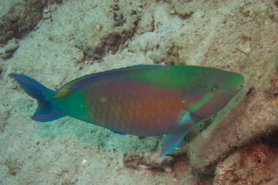 East-Indies Parrotfish (male) (Scarus hypselopterus)