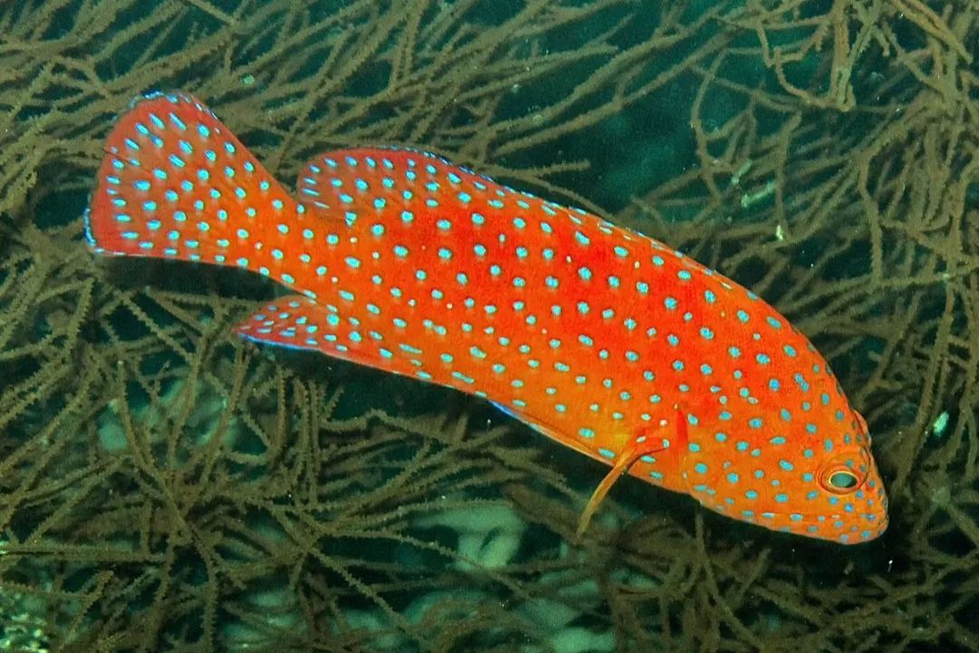 Coral Grouper (orange) (Cephalopholis miniata)