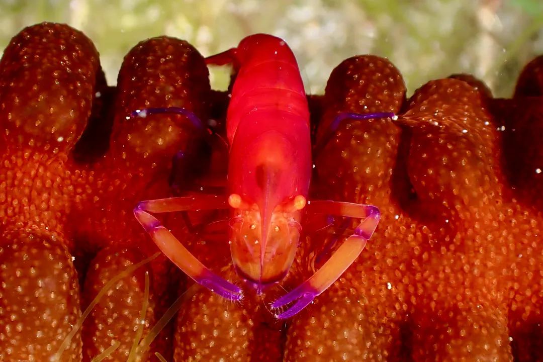 Emperor Shrimp