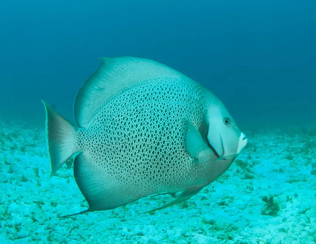 Seabook: Grey Angelfish