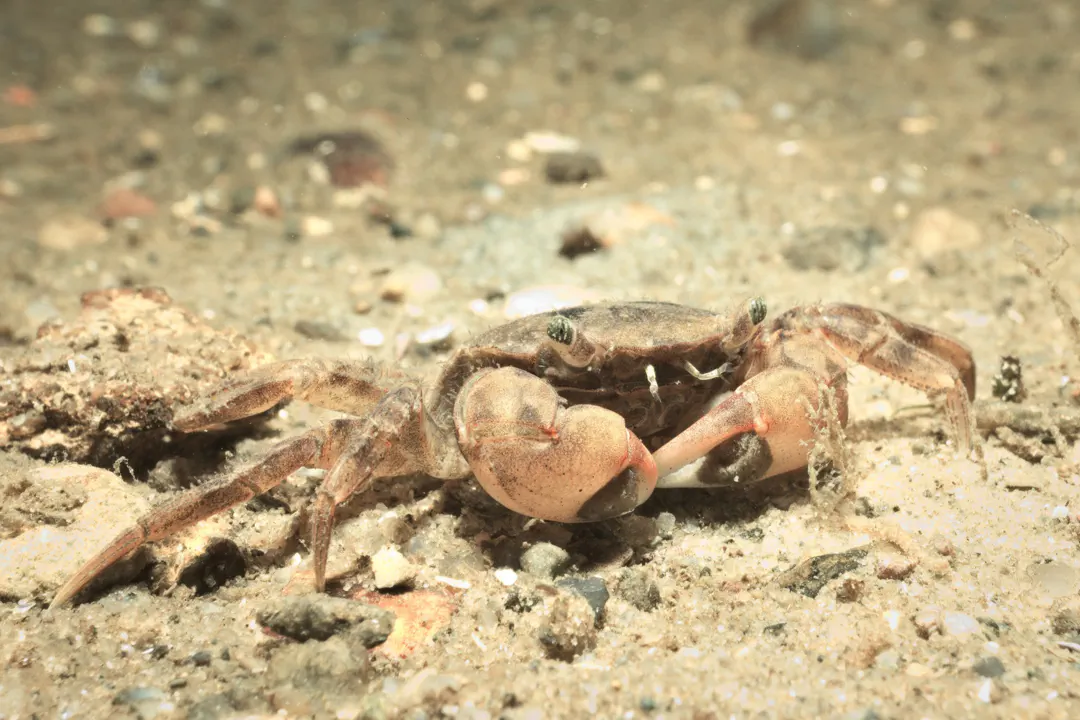 Brush-clawed Shore Crab