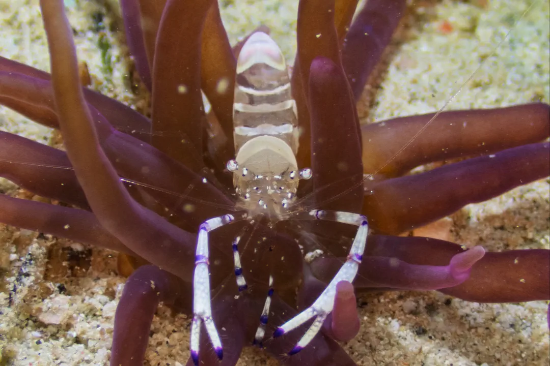 Graceful Anemone Shrimp (Ancylomenes venustus)
