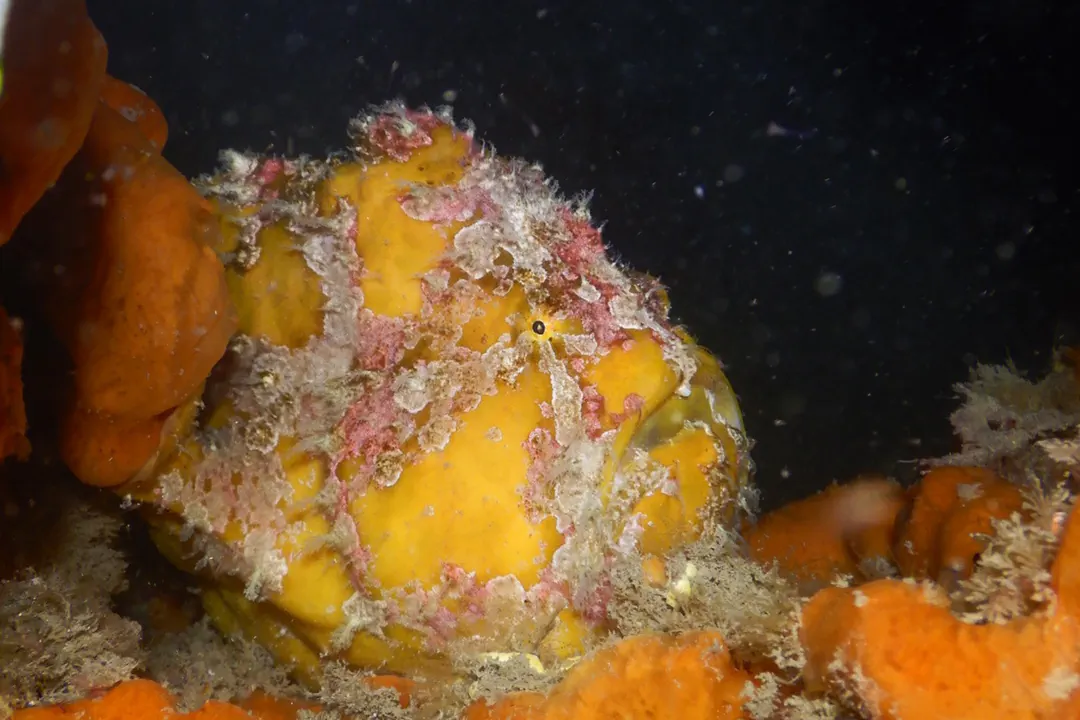 Giant Frogfish (yellow) (Antennarius commerson)