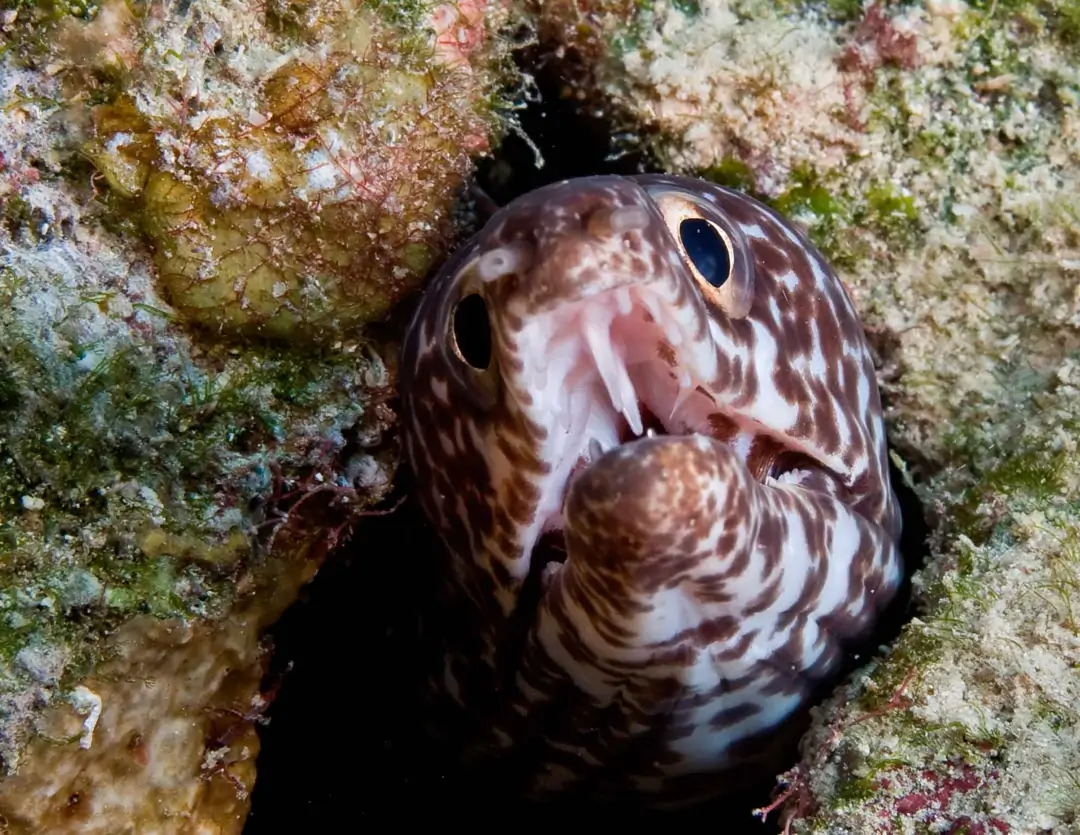 Seabook: Reticulated Moray