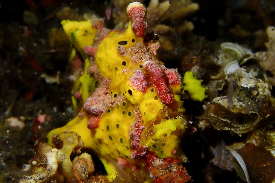 Warty Frogfish (yellow) (Antennarius maculatus)