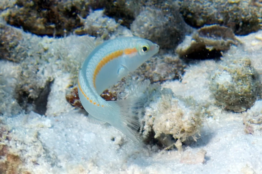 Zigzag Wrasse (juvenile) (Halichoeres scapularis)