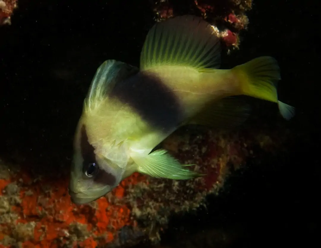 Seabook: Barred Soapfish