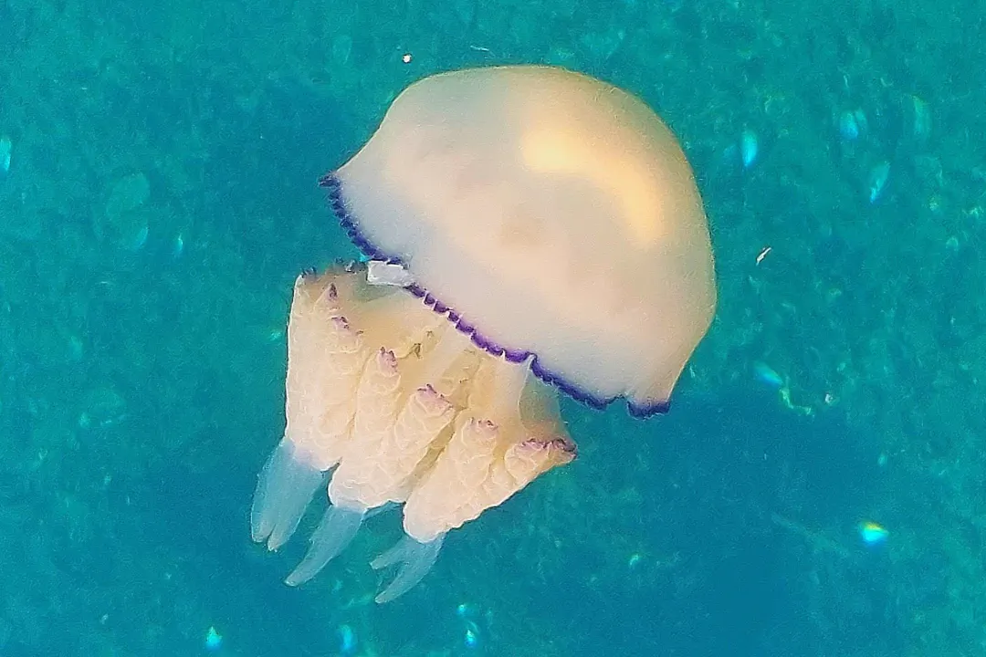 Barrel Jelly