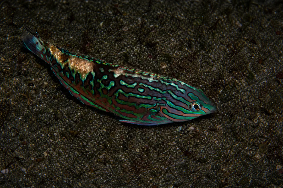 Vermiculate Wrasse (Macropharyngodon bipartitus bipartitus)