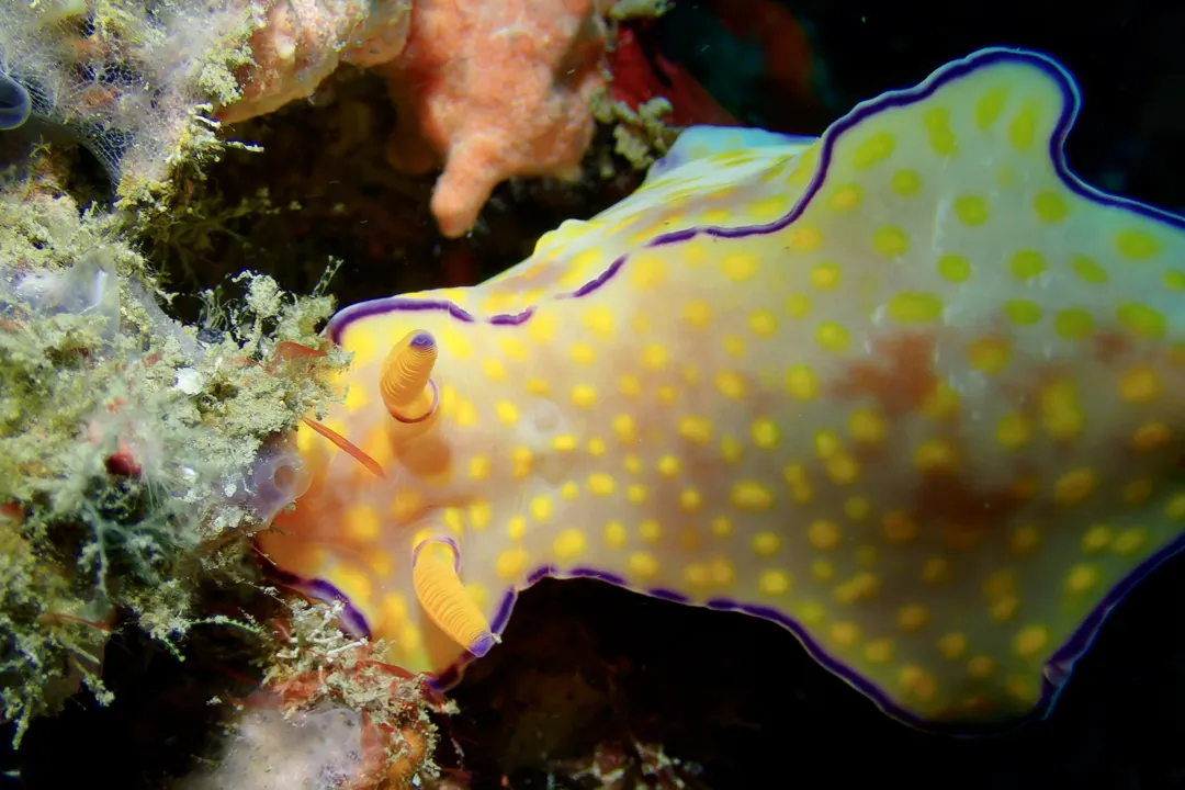 Three-lobed T-bar Nudibranch (orange) (Ceratosoma trilobatum)