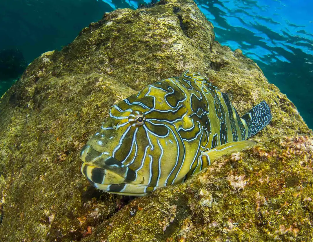 Seabook: Giant Hawkfish