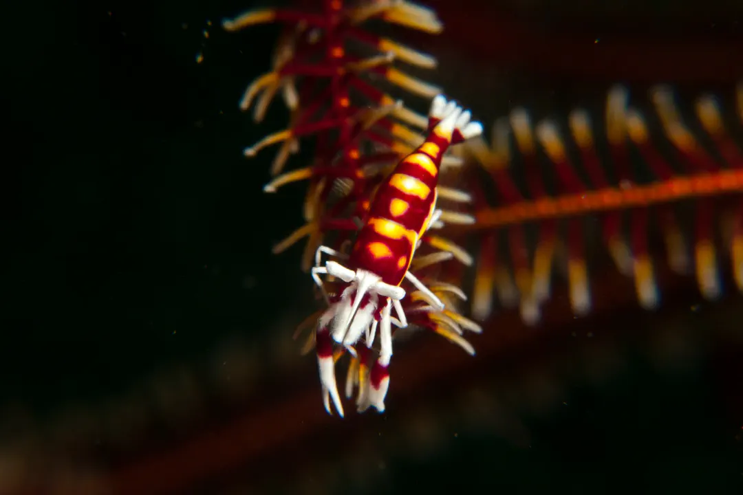 Feather Star Shrimp (Laomenes cornutus)