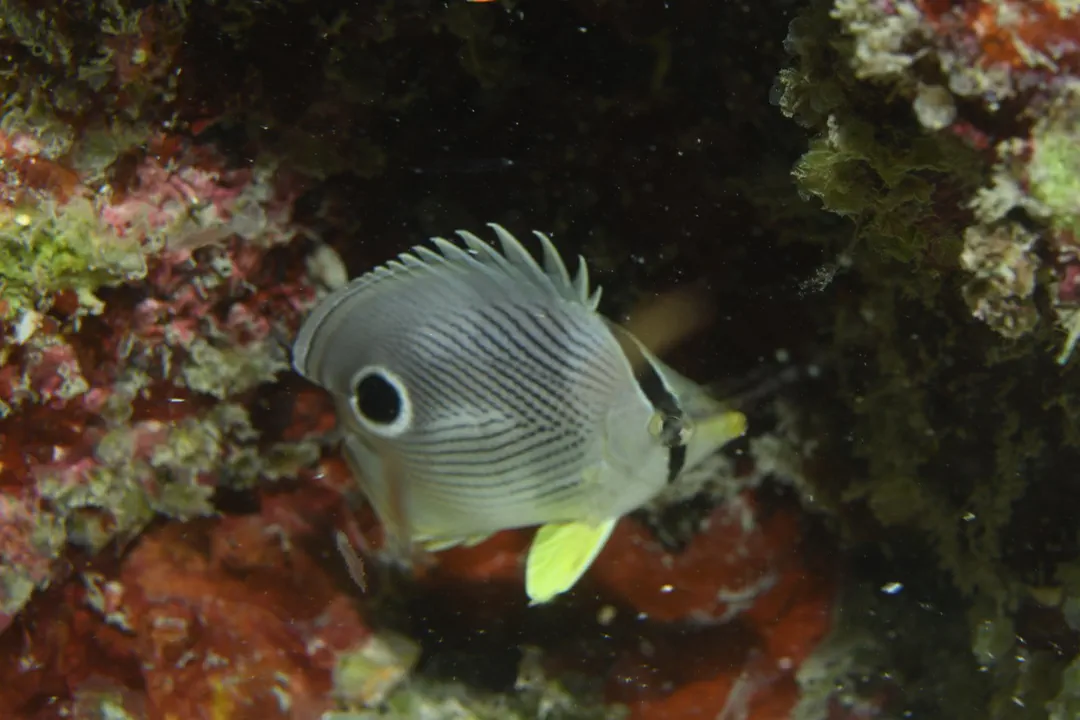 Four-eyed Butterflyfish (juvenile) (Chaetodon capistratus)