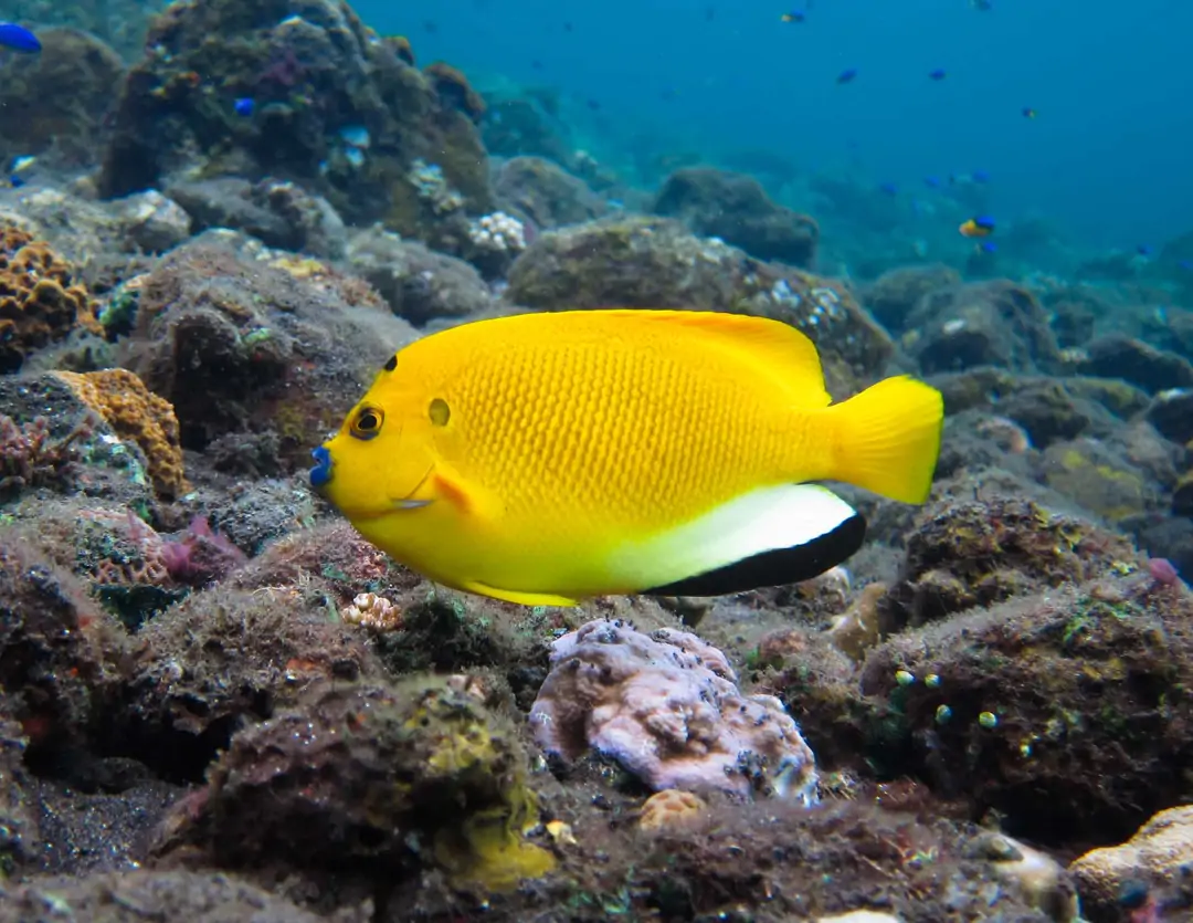 Seabook: Threespot Angelfish