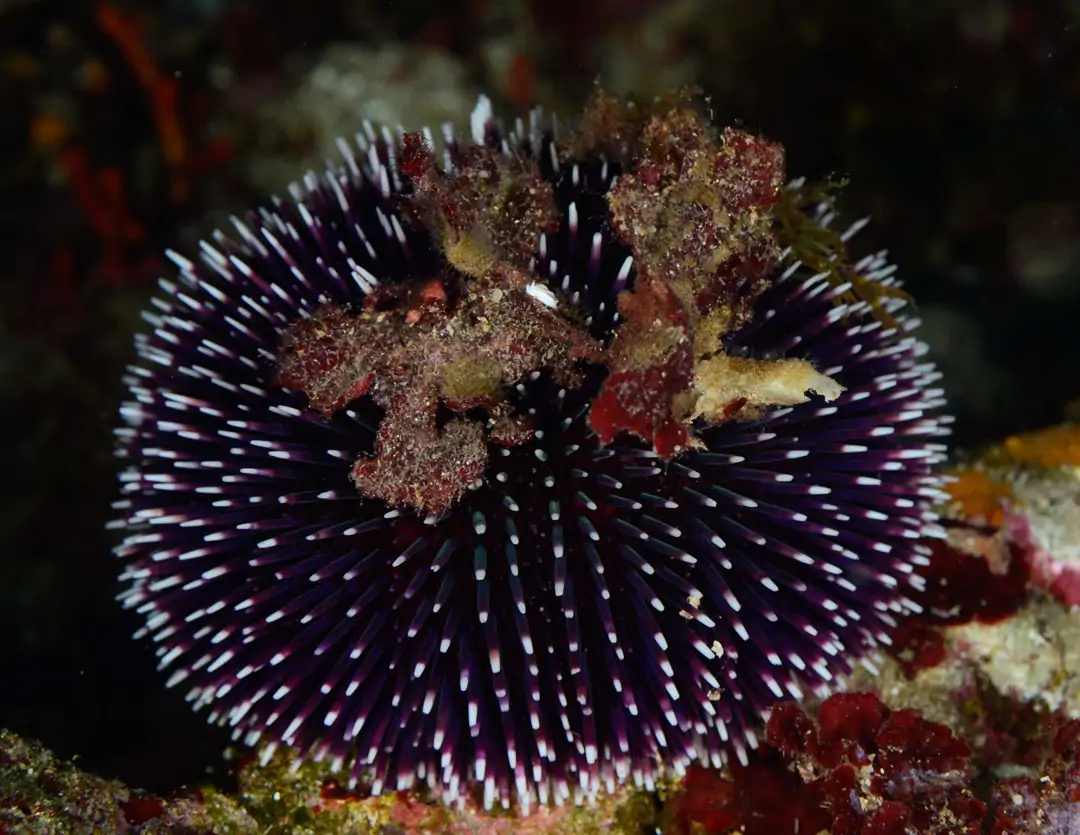 Seabook: Violet Sea Urchin