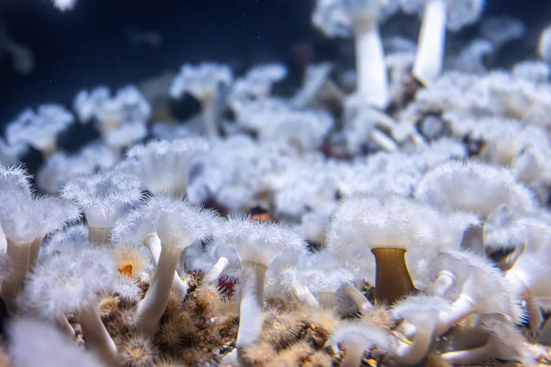 Plumose Anemone (Metridium sp)