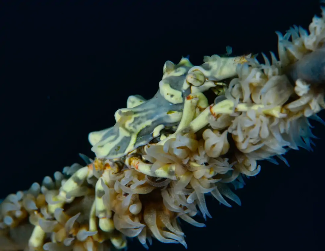 Seabook: Wire Coral Crab