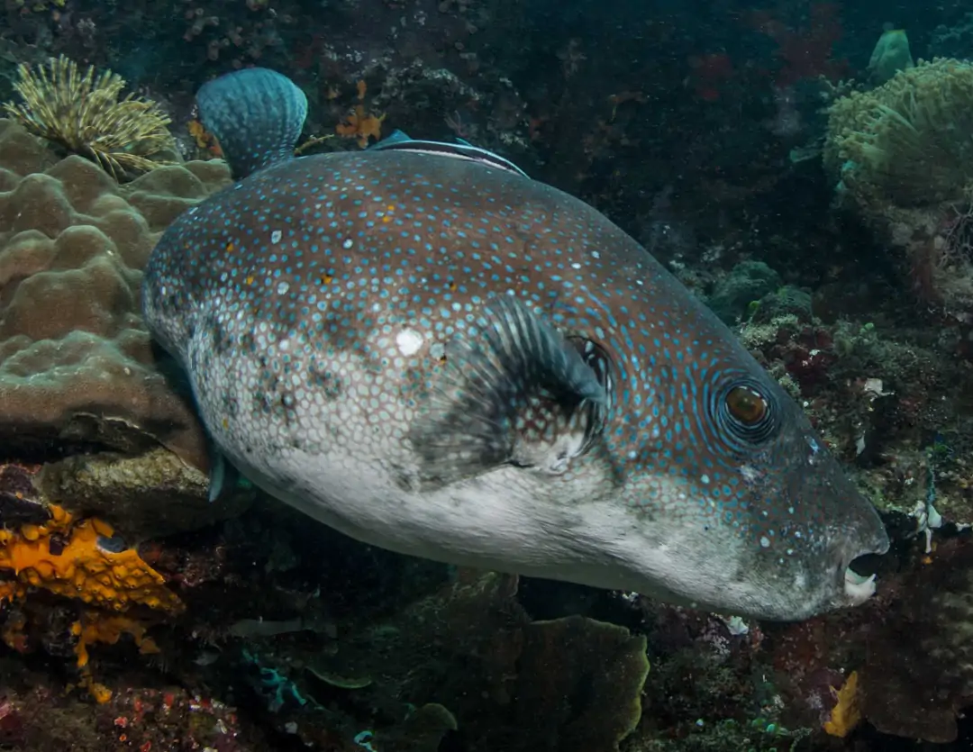 Seabook: Bluespotted Puffer (brown)