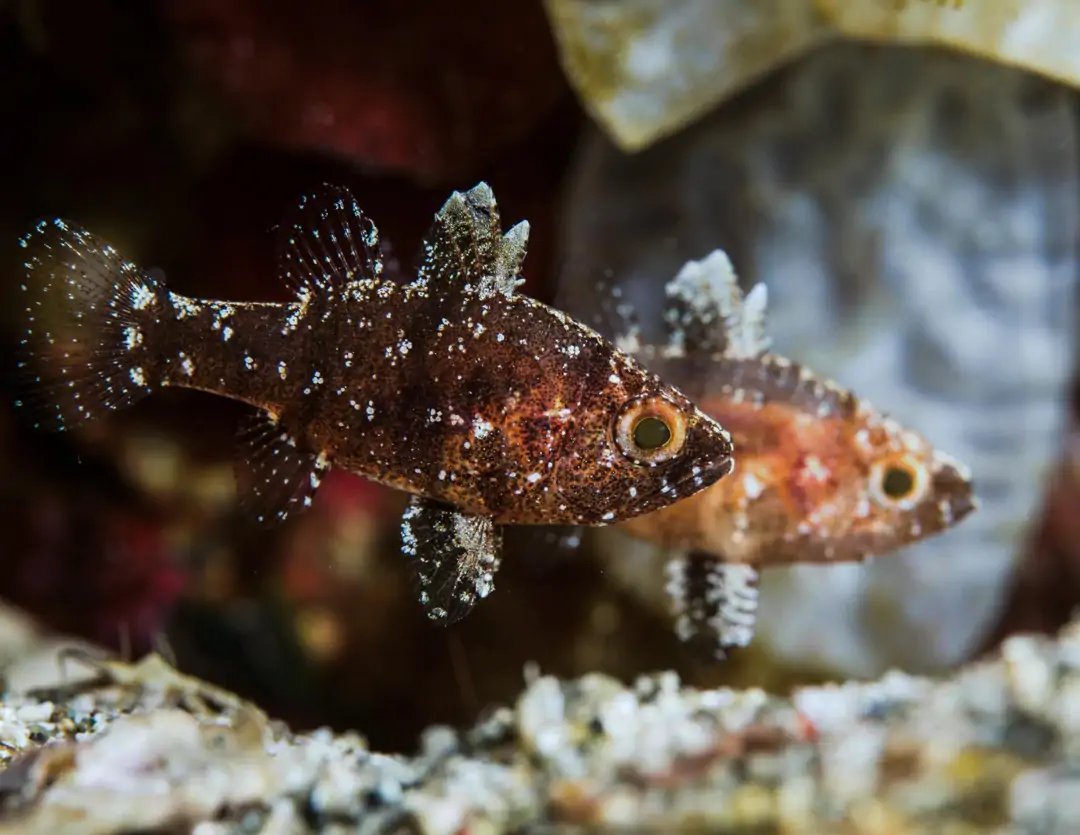 Seabook: Weedy Cardinalfish