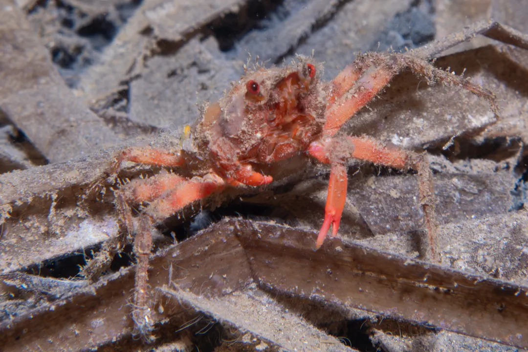 Cave Spider Crab