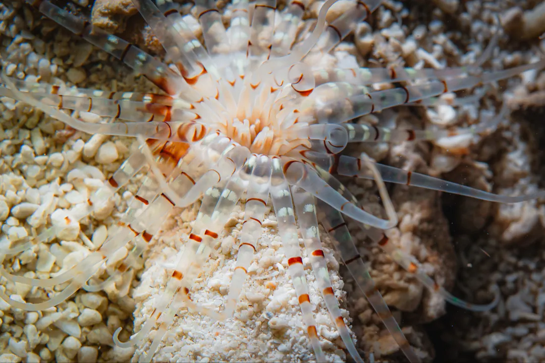 Flower Tube Anemone
