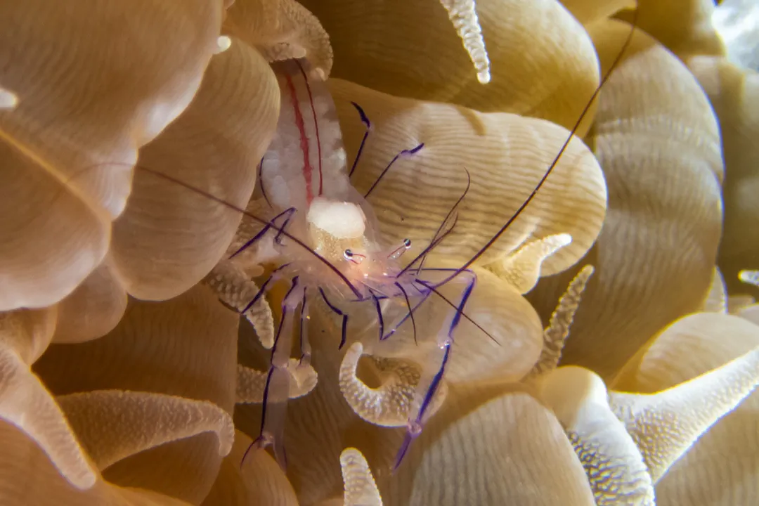 Bubble Coral Shrimp
