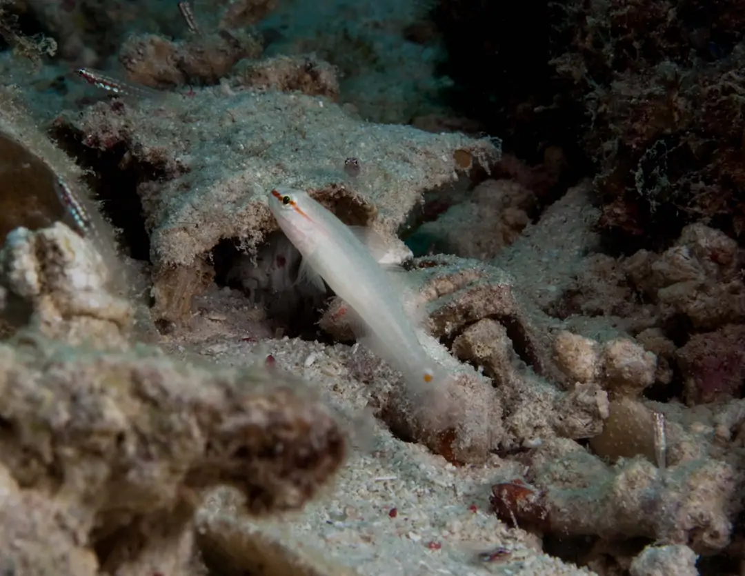 Seabook: Crosshatch Goby