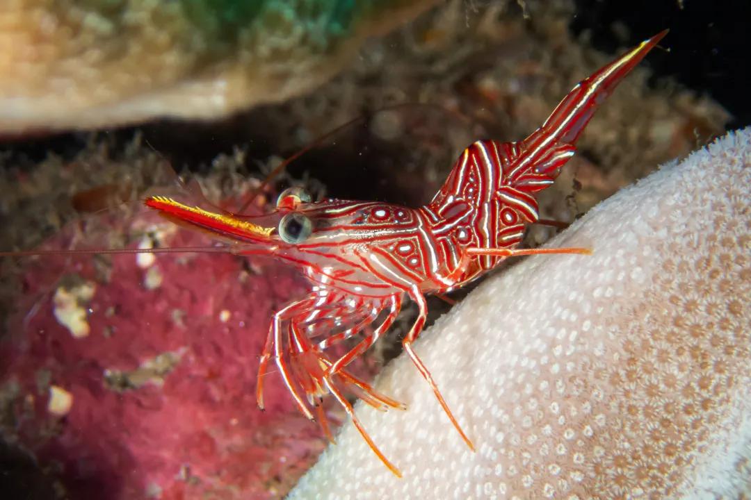 Peppermint Shrimp (Rhynchocinetes durbanensis)