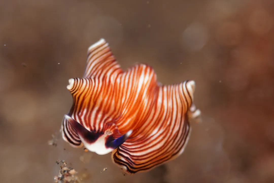 Magic carpet flatworrm (Prostheceraeus sp)