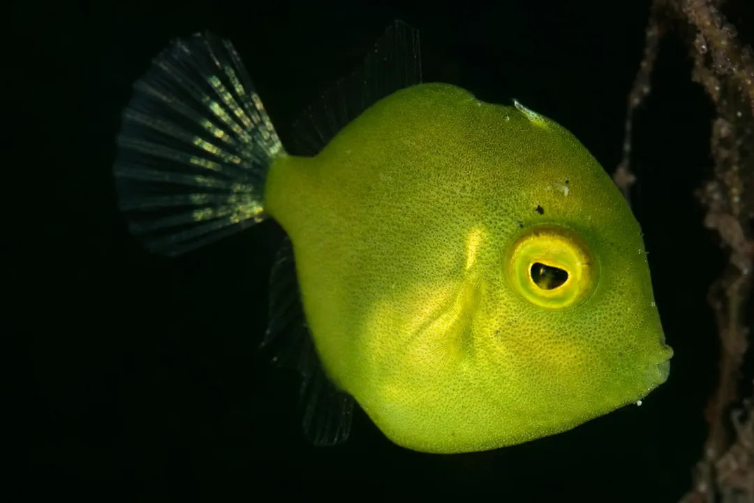 Japanese Inflator Filefish