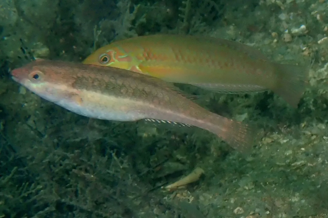 Blackear Wrasse