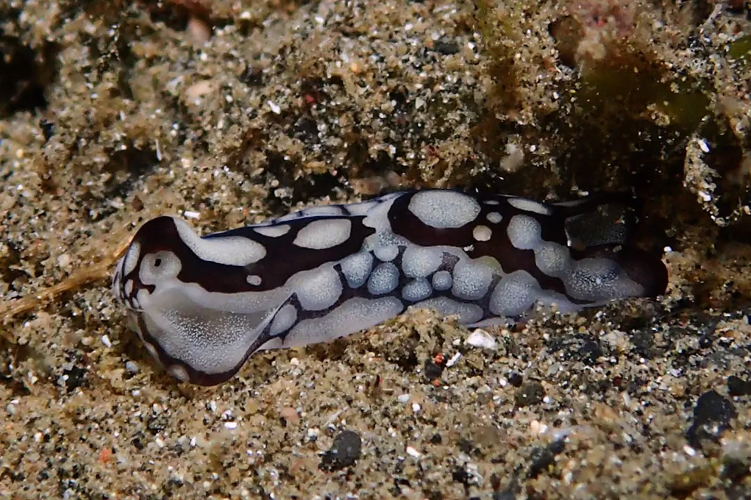 Pilsbry's Head Shield Slug