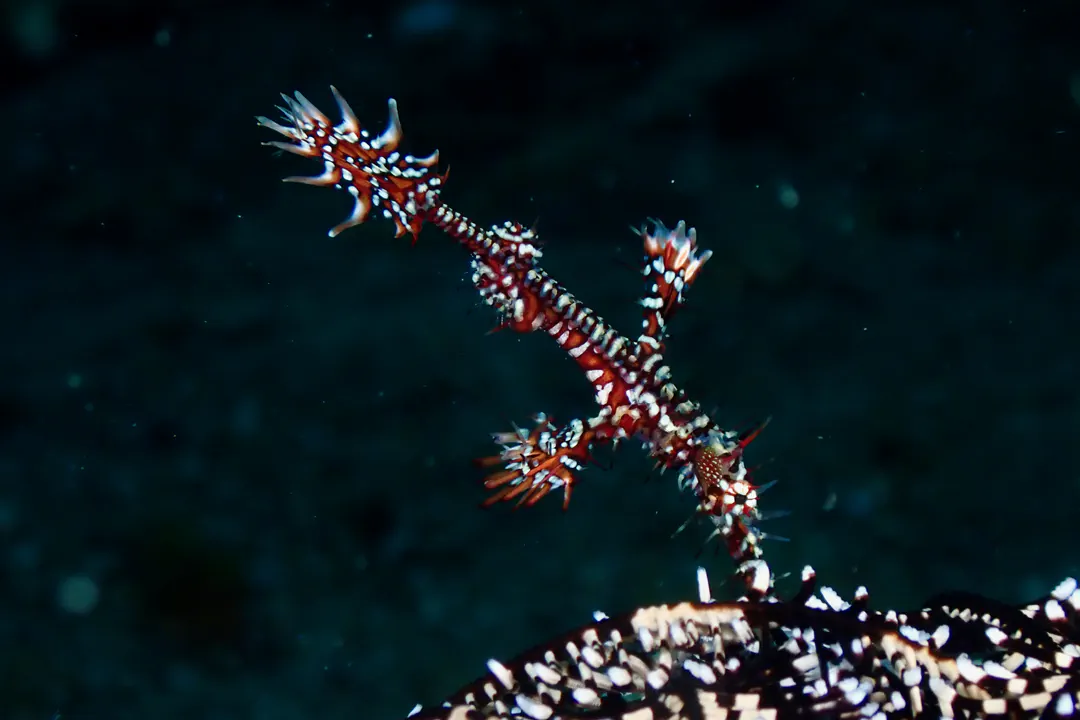 Ornate Ghostpipefish