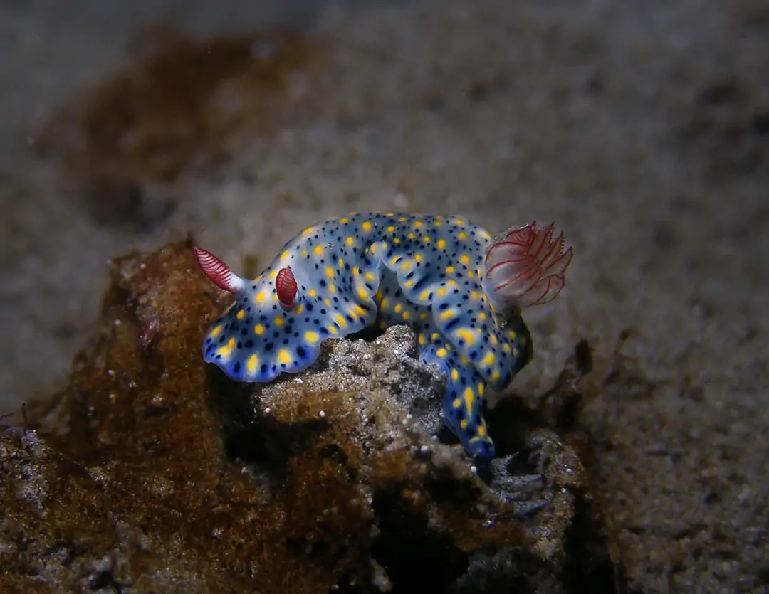 Seabook: Painted Hypselodoris