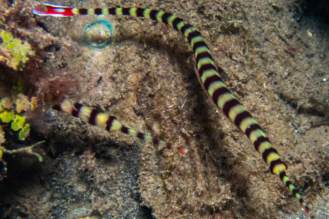 Banded Pipefish
