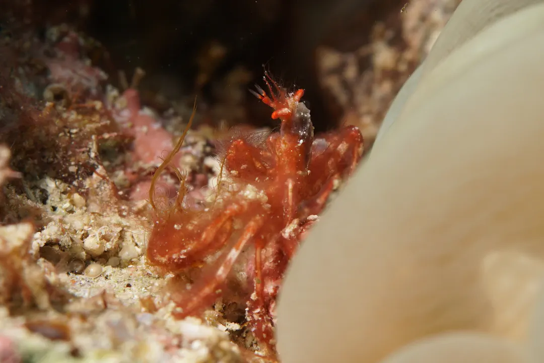 Orangutan Crab (Achaeus japonicus)
