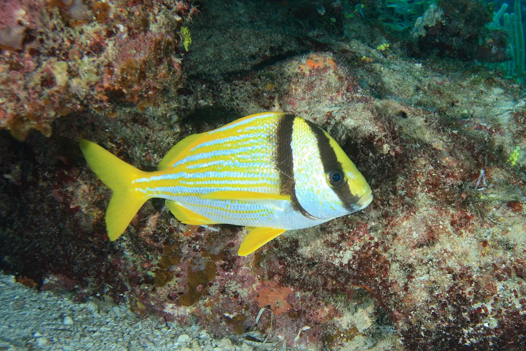 Porkfish (Anisotremus virginicus)