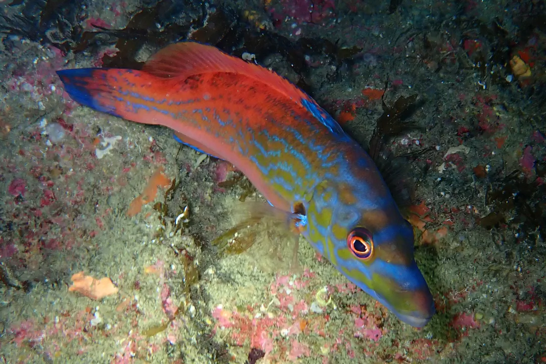 Cuckoo Wrasse (Labrus mixtus)