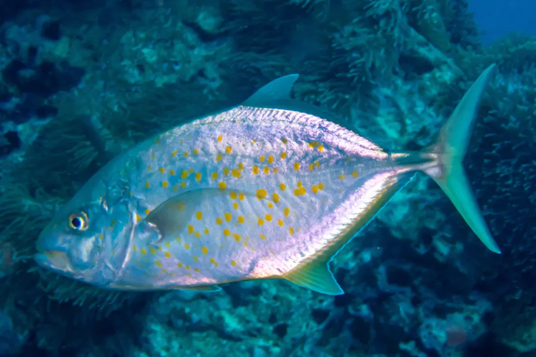 Orange-spotted Trevally (Carangoides bajad)
