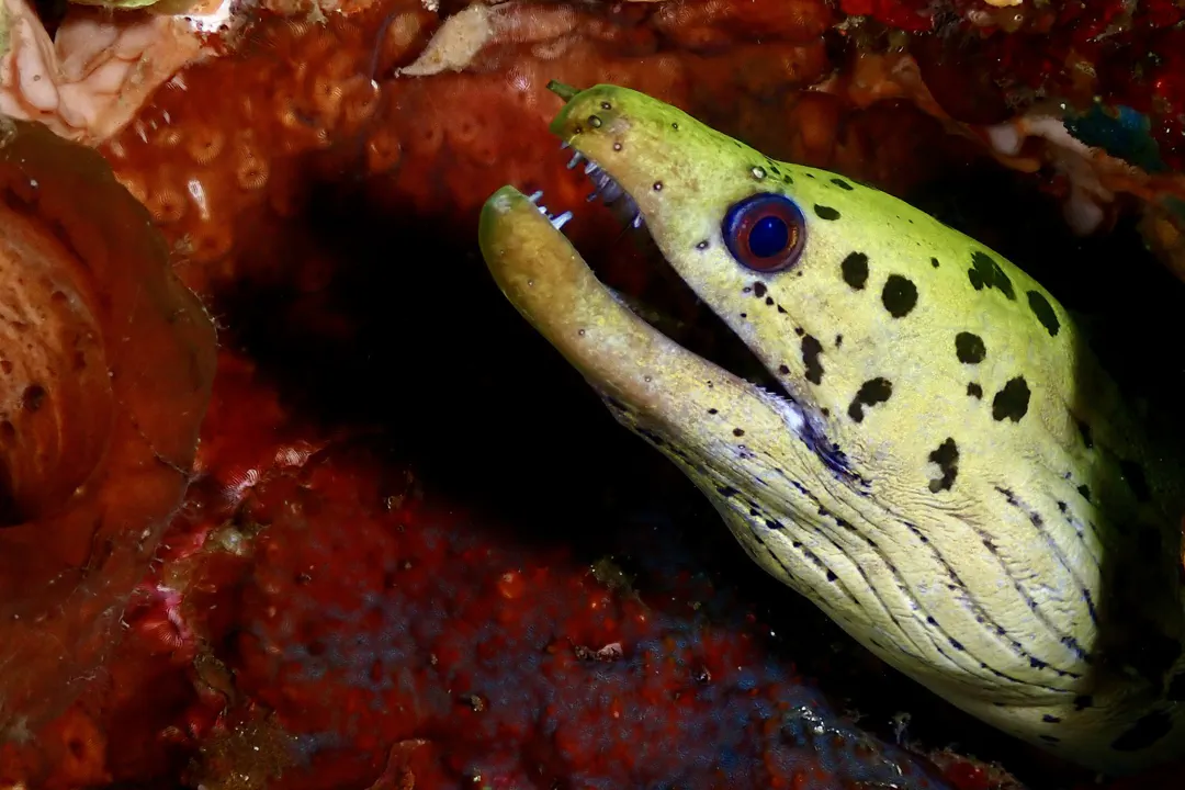 Fimbriated Moray