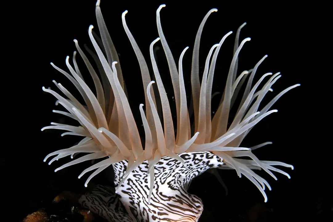 Gorgonian Wrapper