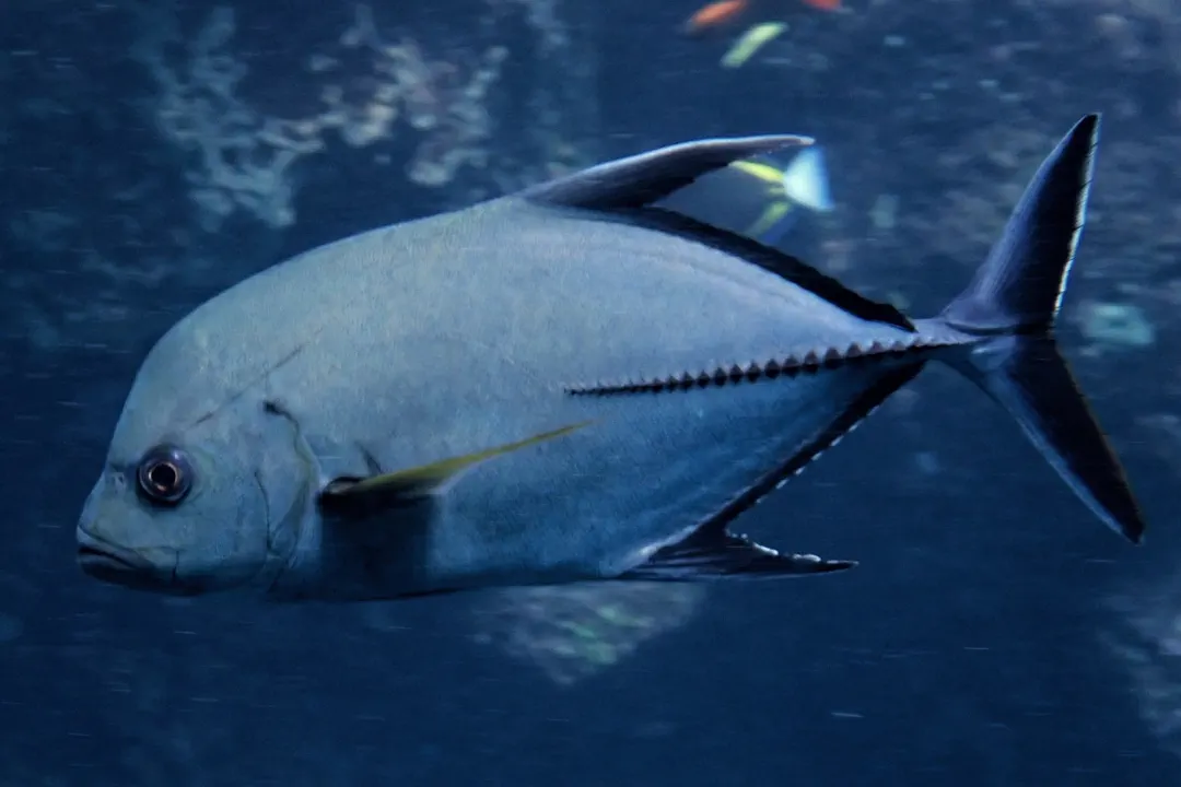 Black Jack (Caranx lugubris)