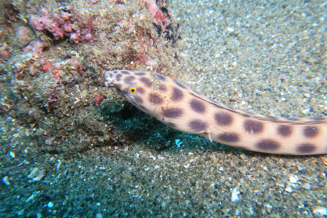Tiger Snake Eel (Myrichthys tigrinus)