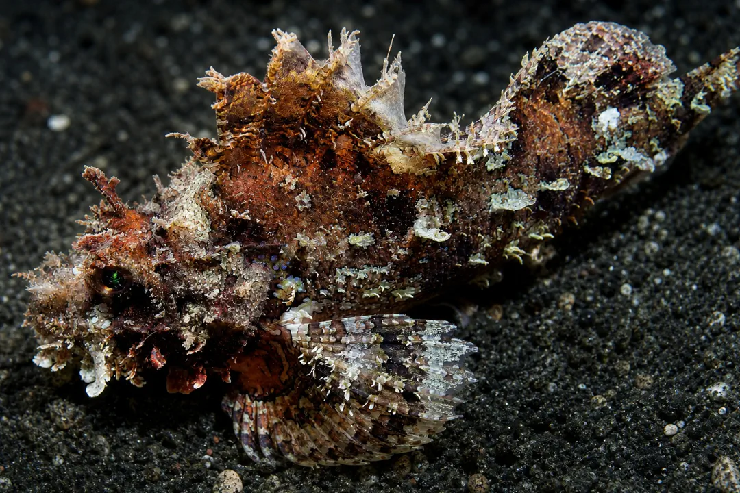 Raggy Scorpionfish (Scorpaenopsis venosa)